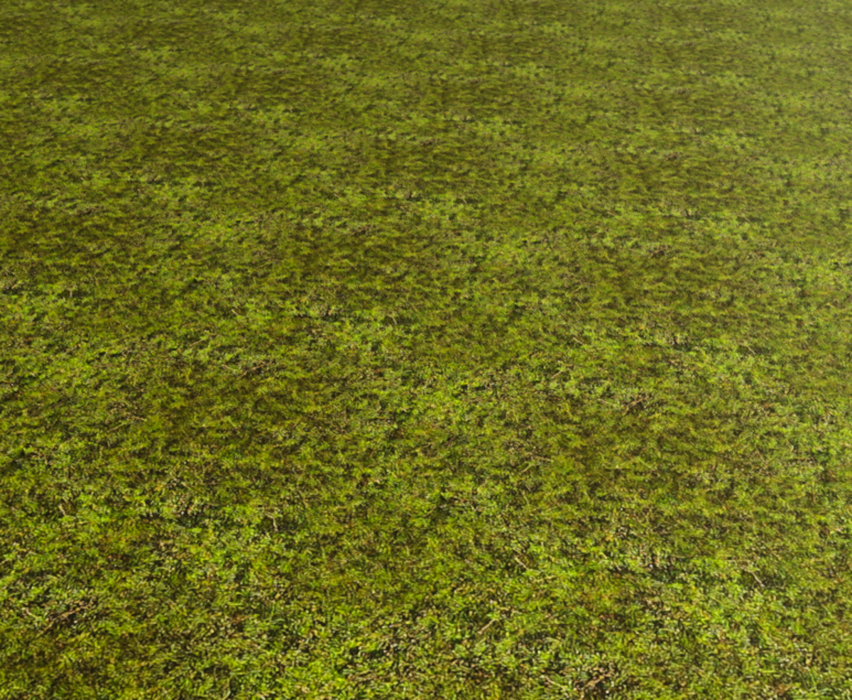 Arizona Ground Cover