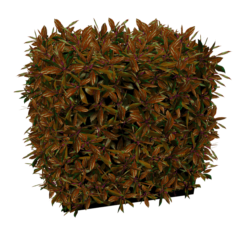 Hedge Small - Copper