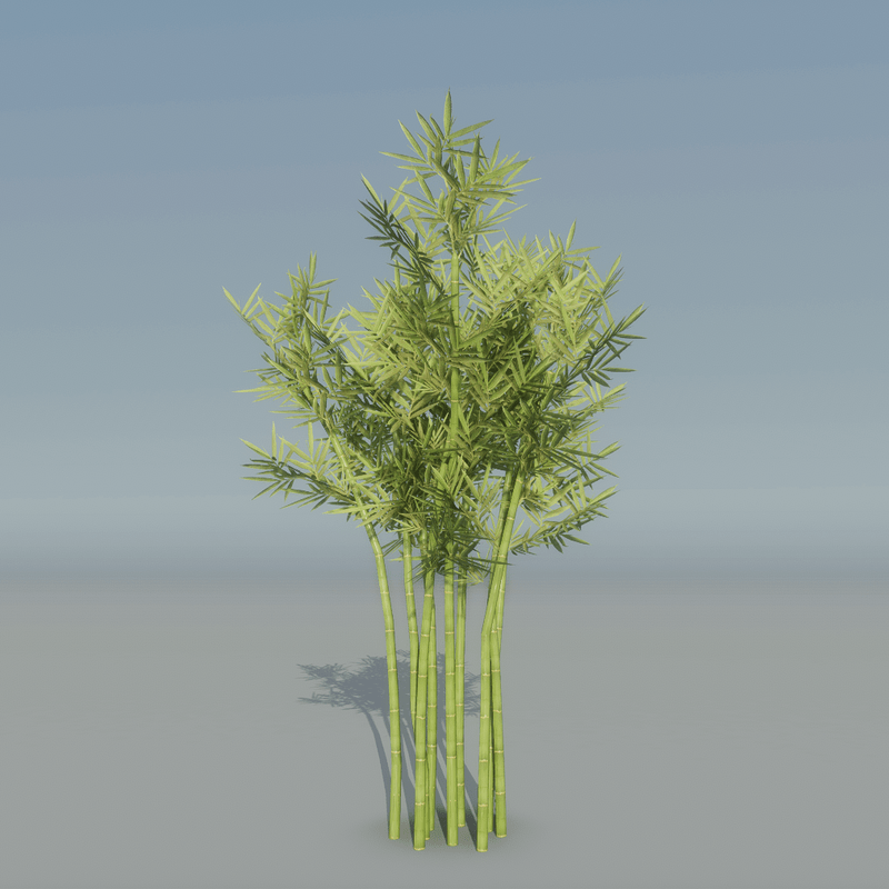 Bamboo Plant 4