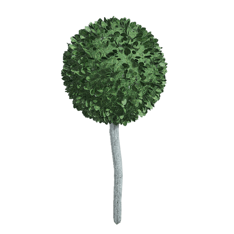 Ball topiary bush