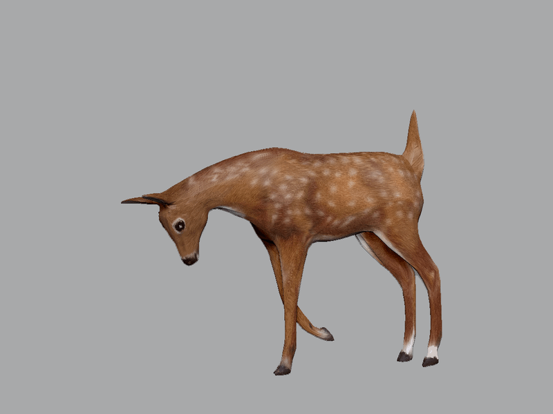 Fawn Deer Watching Something