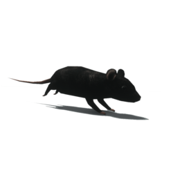 Rat dark [Animated]