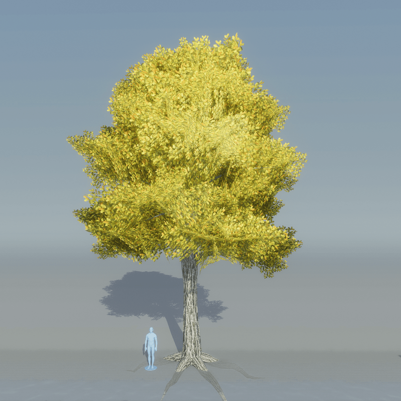 Oak Tree 1 with roots (yellow)