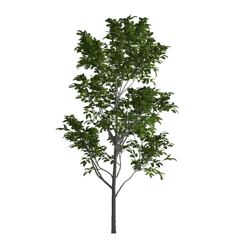 Ash Tree 1 (Billboard)