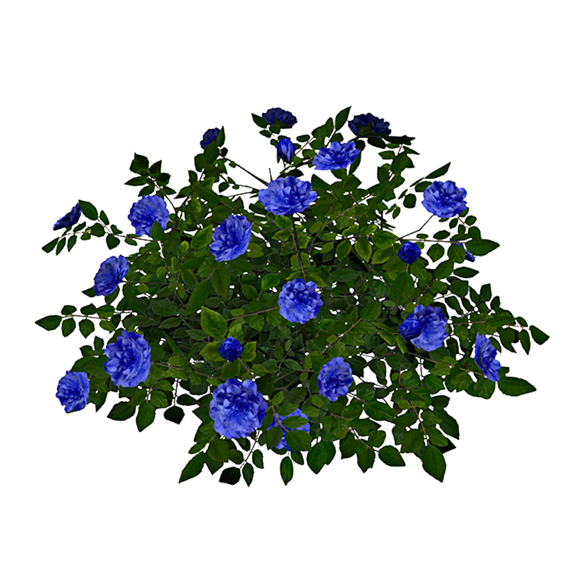Rose Bush 5_Blue