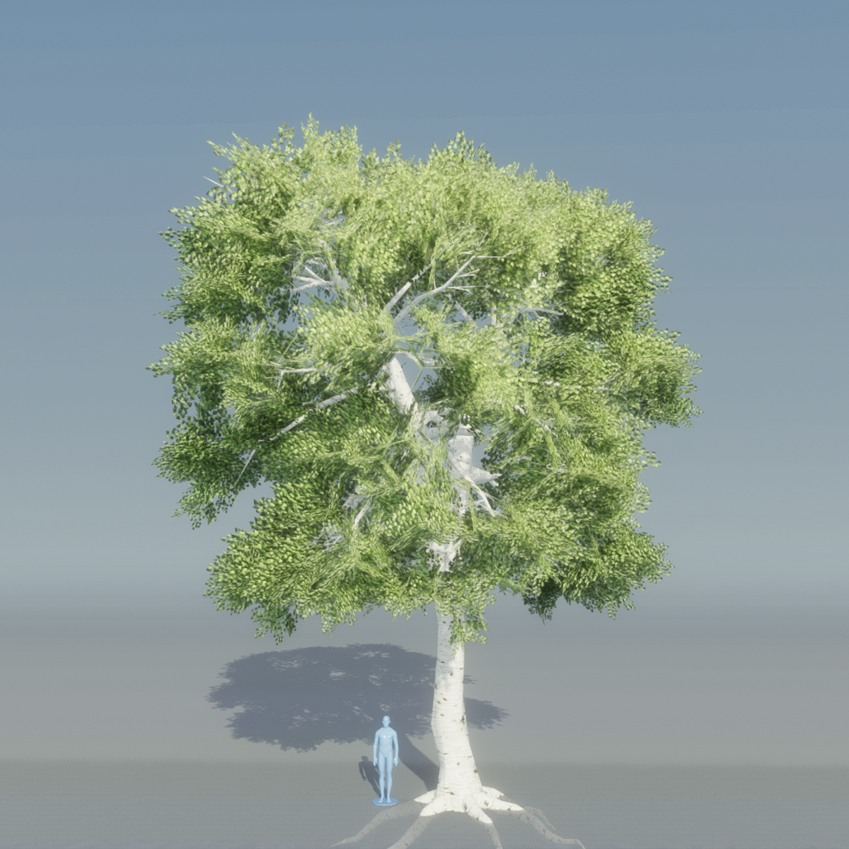 Birch Tree 4 with roots