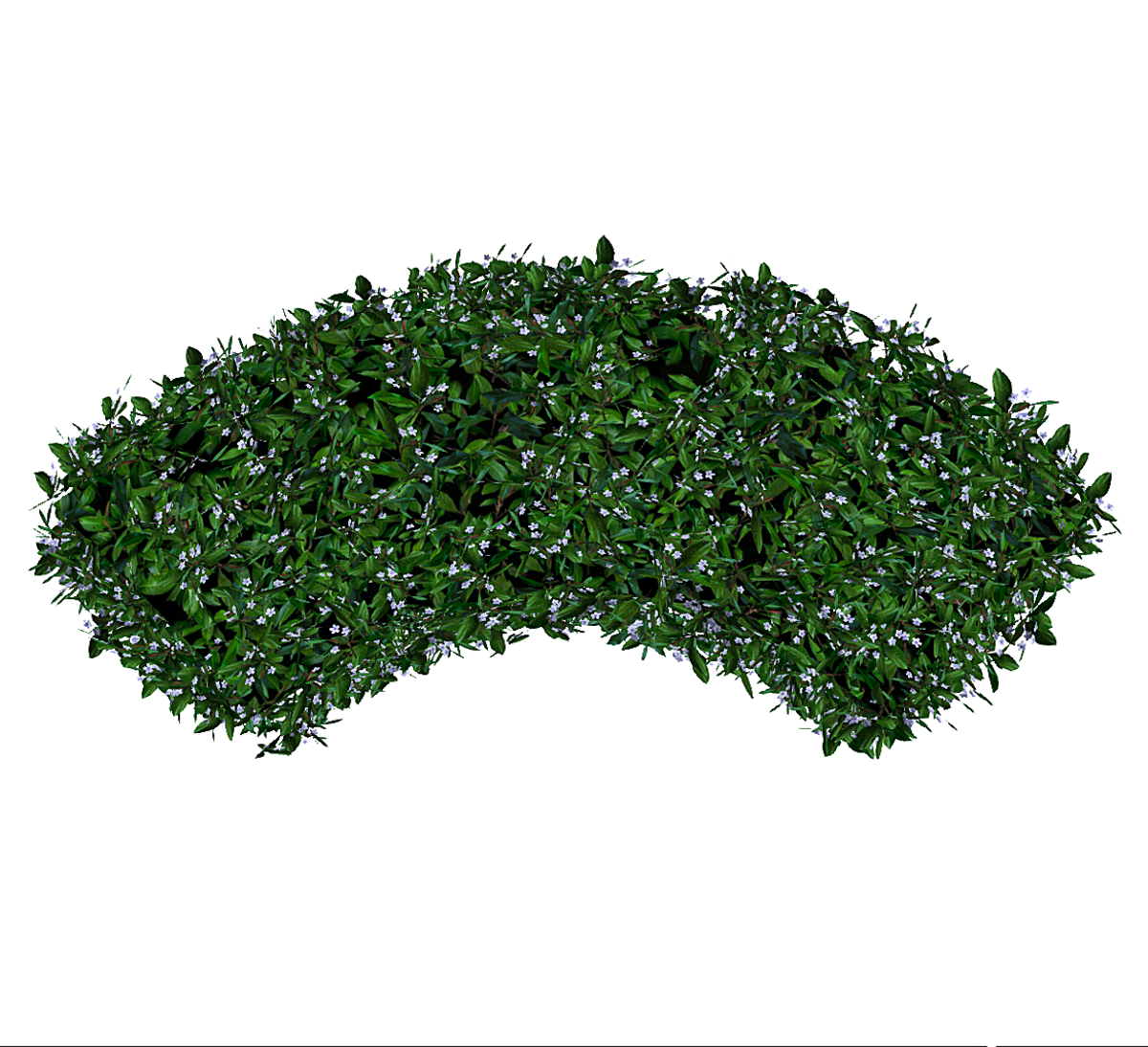 Hedge Curved - Lilac Flowers