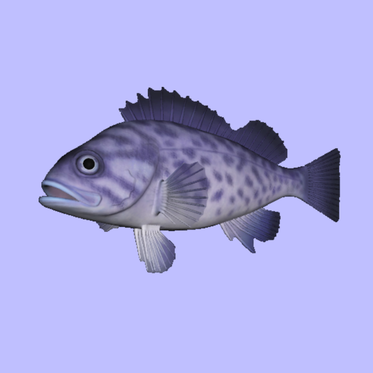 Rockfish Blue Animated