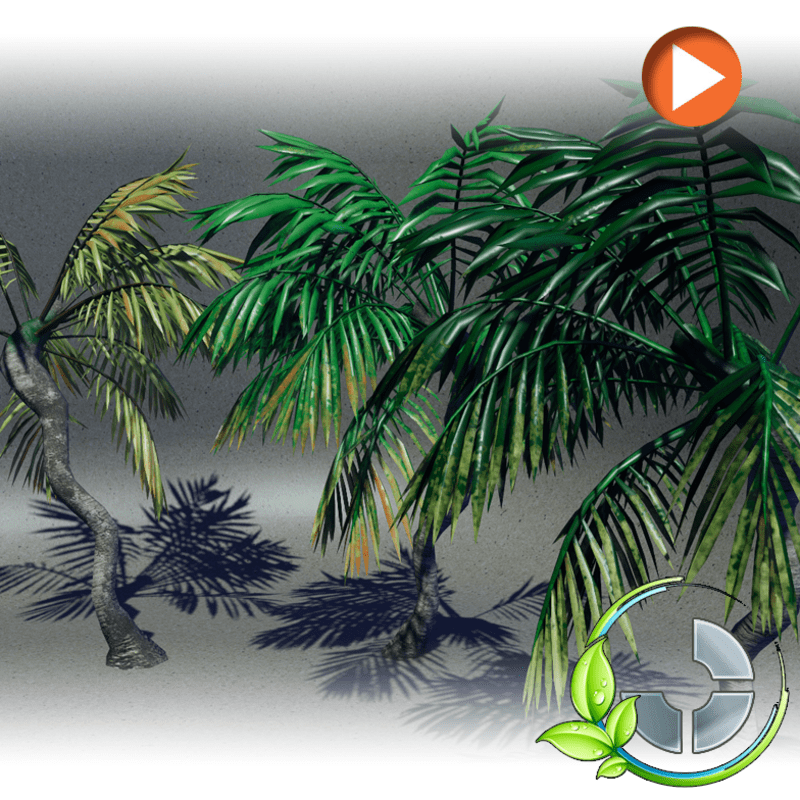 Animated Palm- Combo Twisted Sister