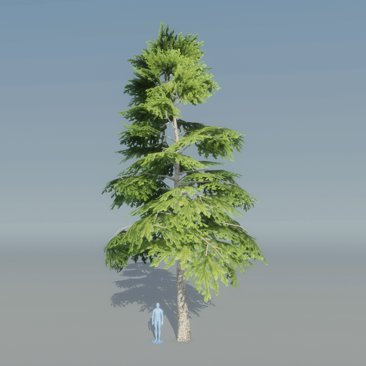Fir Tree 1