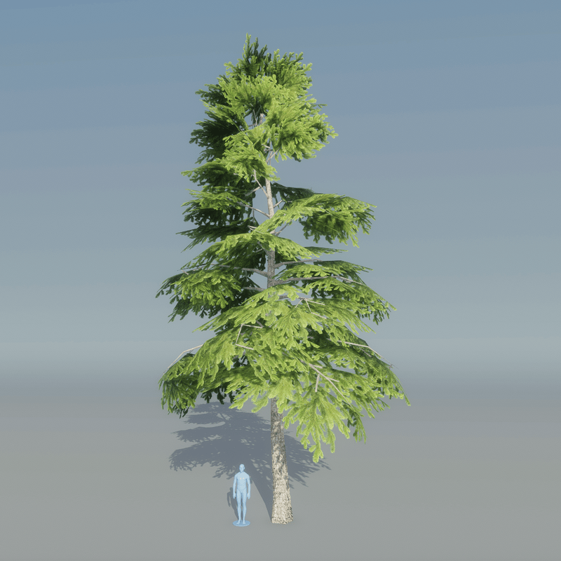 Fir Tree 1