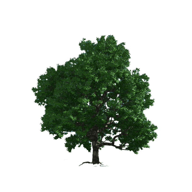 1_plants_trees_oak