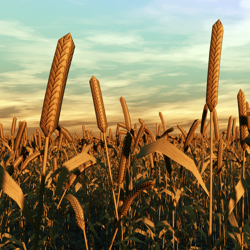 Polygon ~ Wheatfield