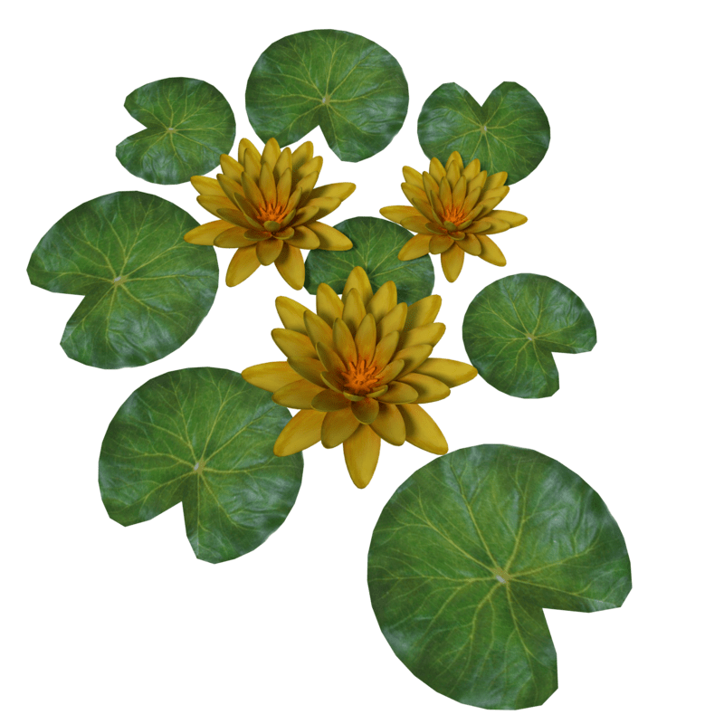 Plant Waterlilly Yellow