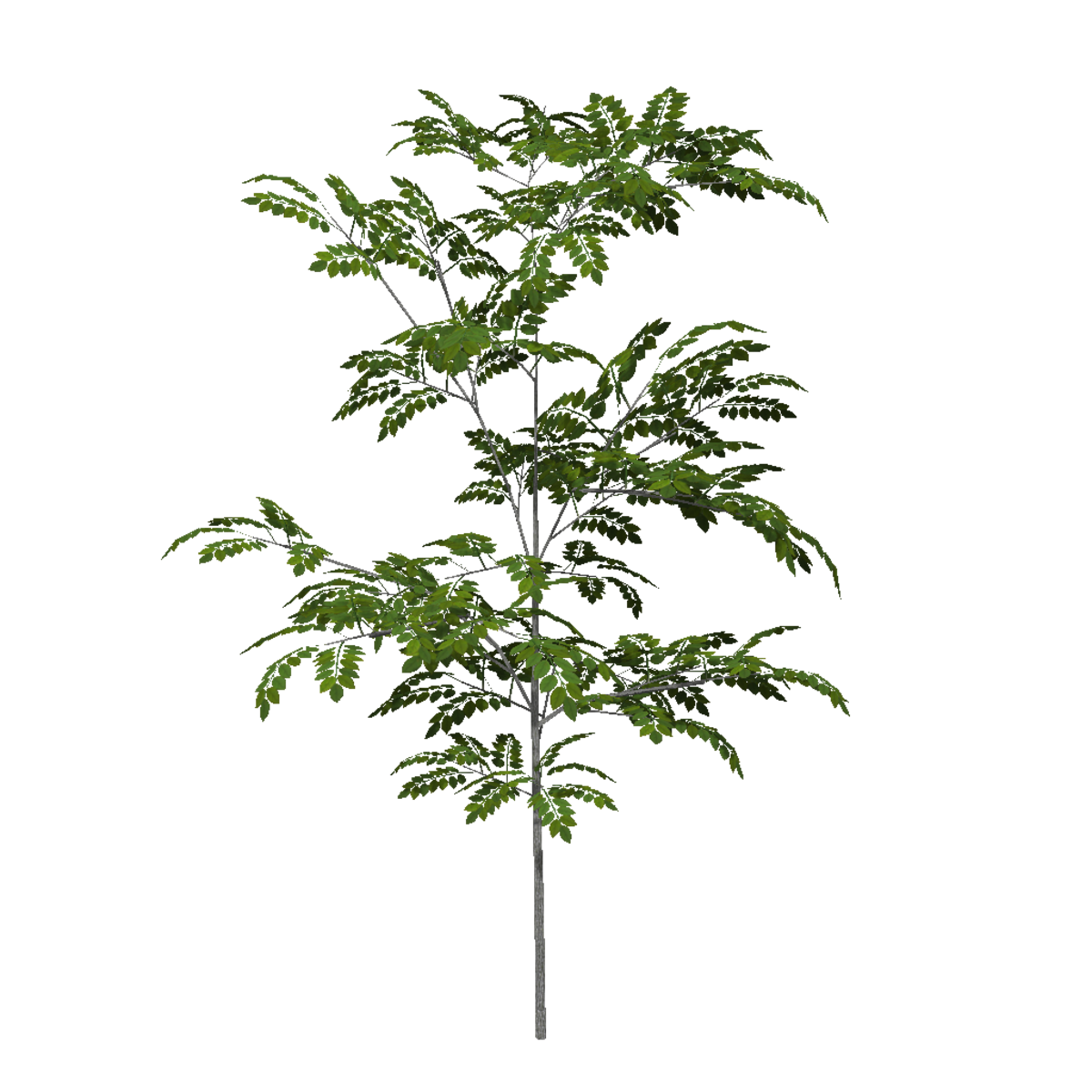 Ash Sapling 2 (High Detail)