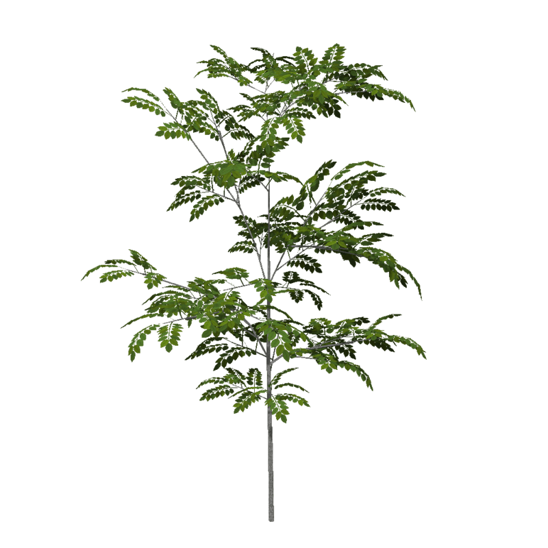 Ash Sapling 2 (High Detail)