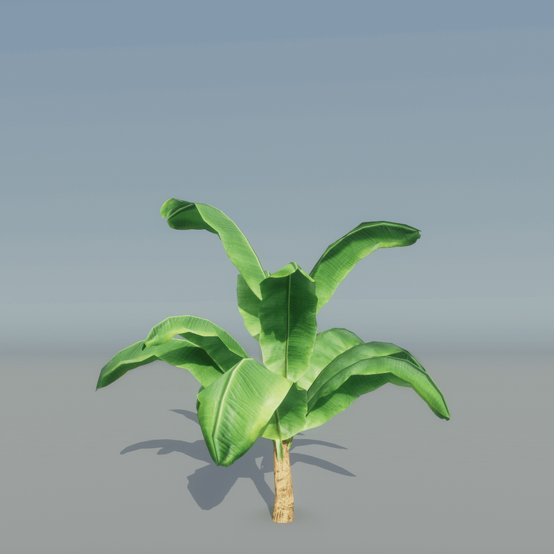 Banana Plant 4
