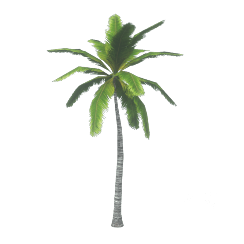 Palm Tree