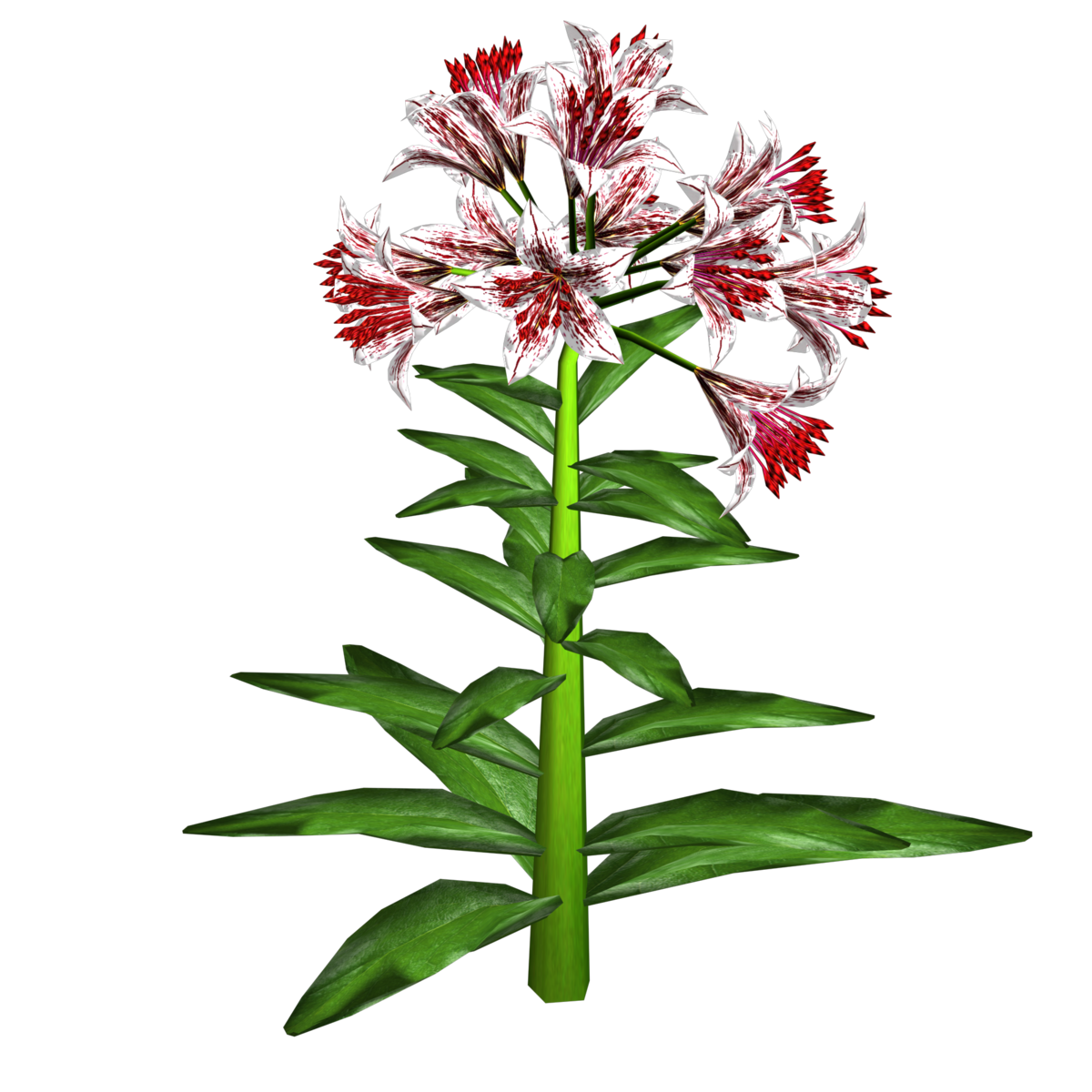 Trumpet Lily Plant 13