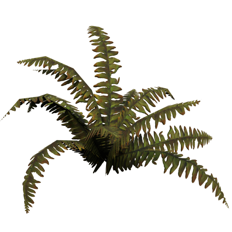 Plant Dry Fern