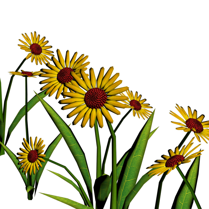 Daisies For Pathways 9