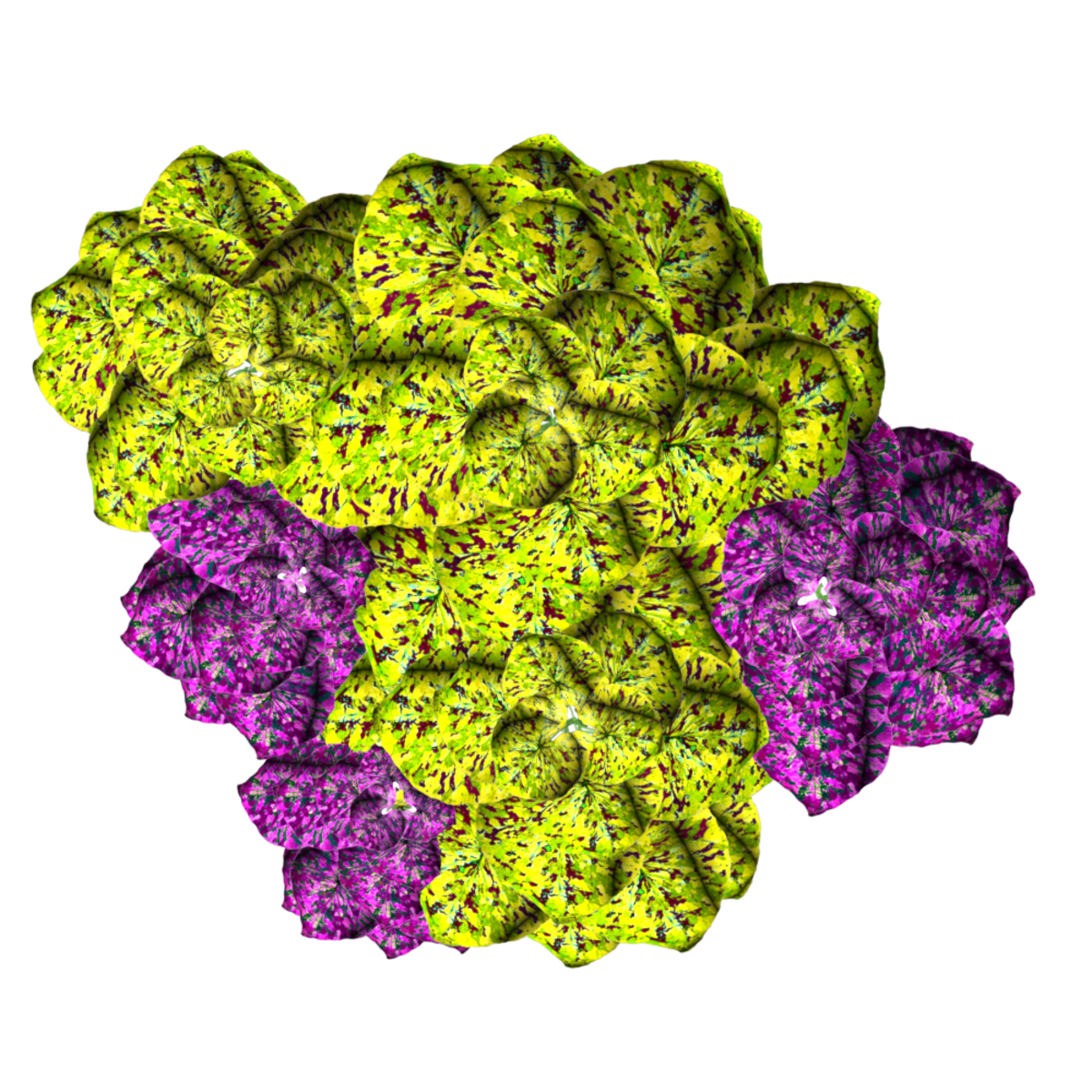 2 Color Caladiums 10