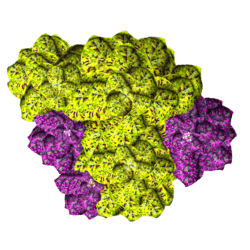 2 Color Caladiums 10