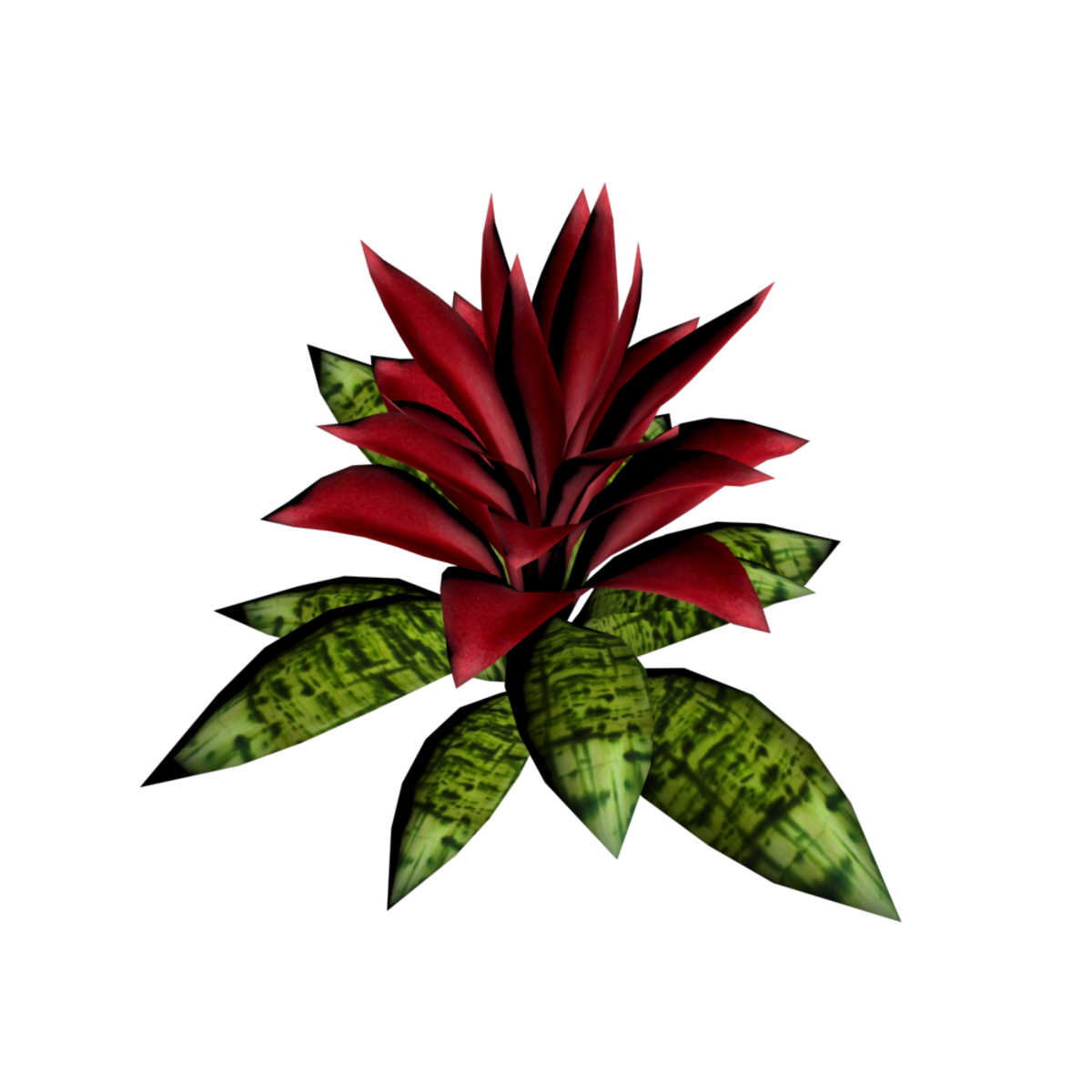 Bromeliad Plant 1
