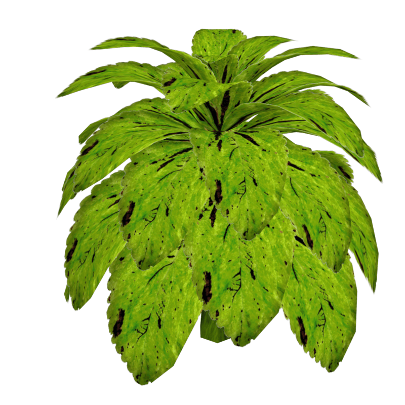 Coleus Plant 10