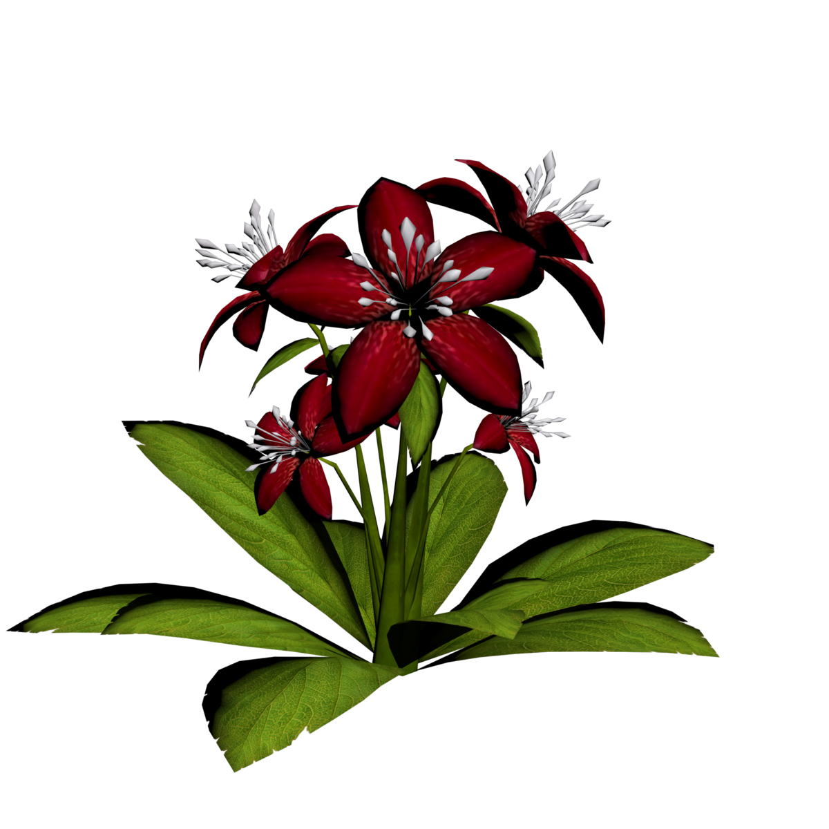 Lily Plant 20