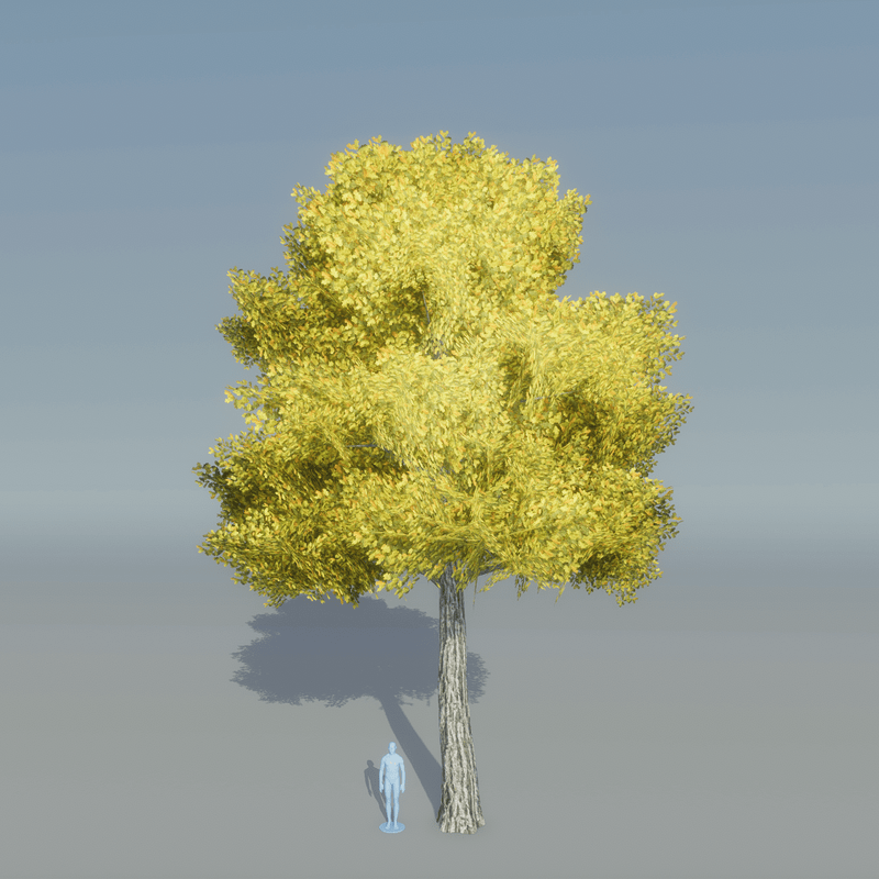 Oak Tree 1 (yellow)