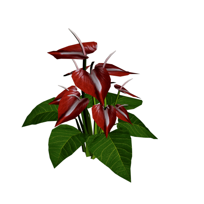 Anthuriums 7