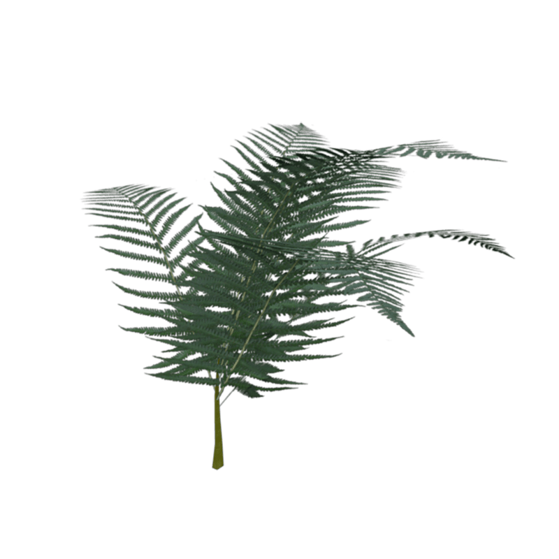 Fern05