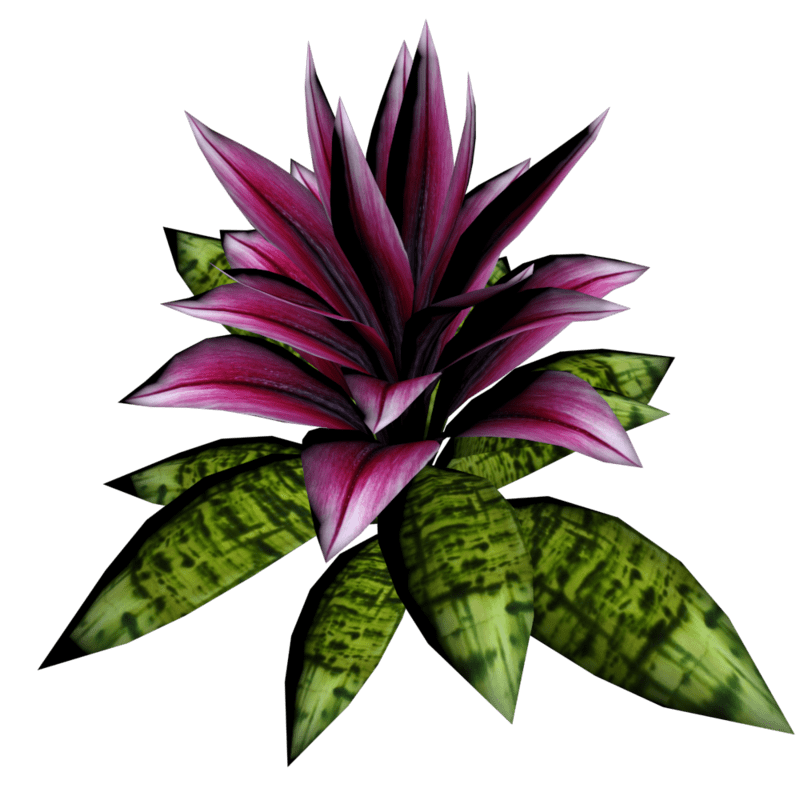 Bromeliad Plant 4