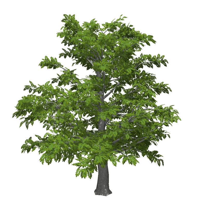 Old Ash Tree 3 (Low Detail)