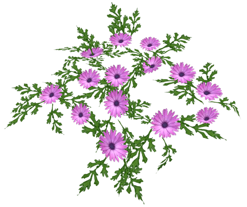 Lilac Daisies