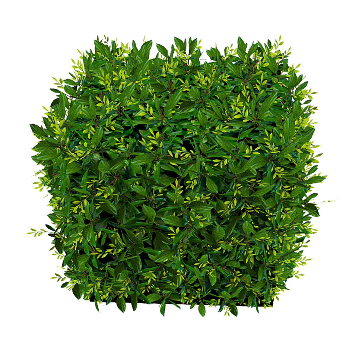 Hedge Small - Spring