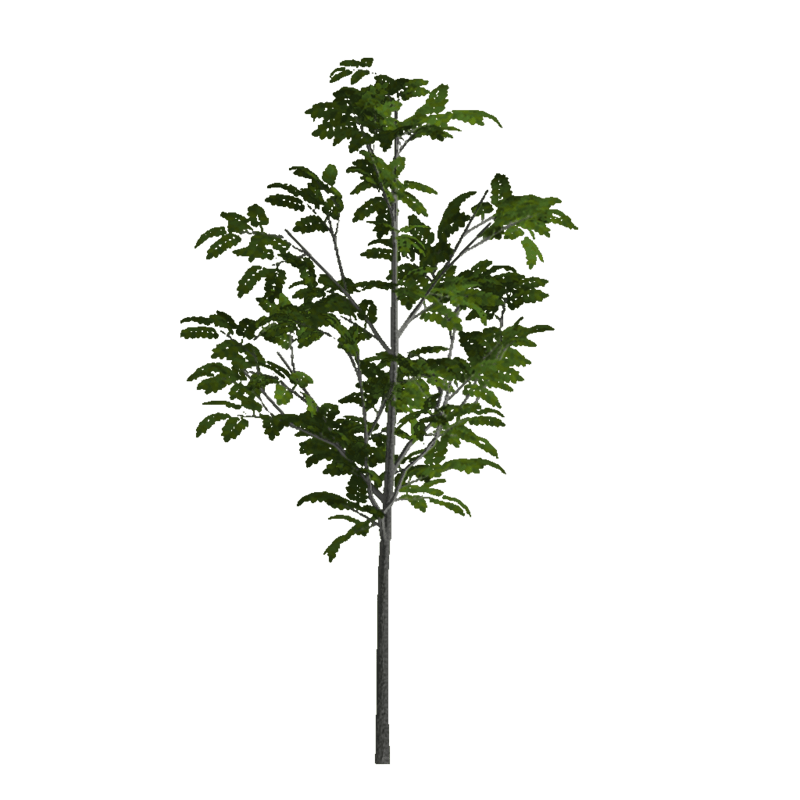 Ash Sapling 1 (Billboard)