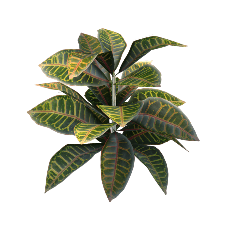 Croton Plant