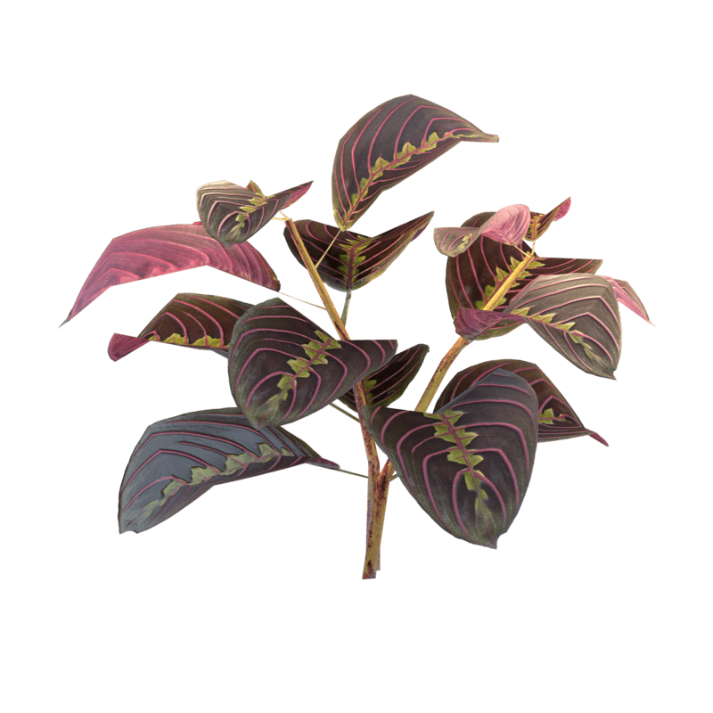 Maranta Plant
