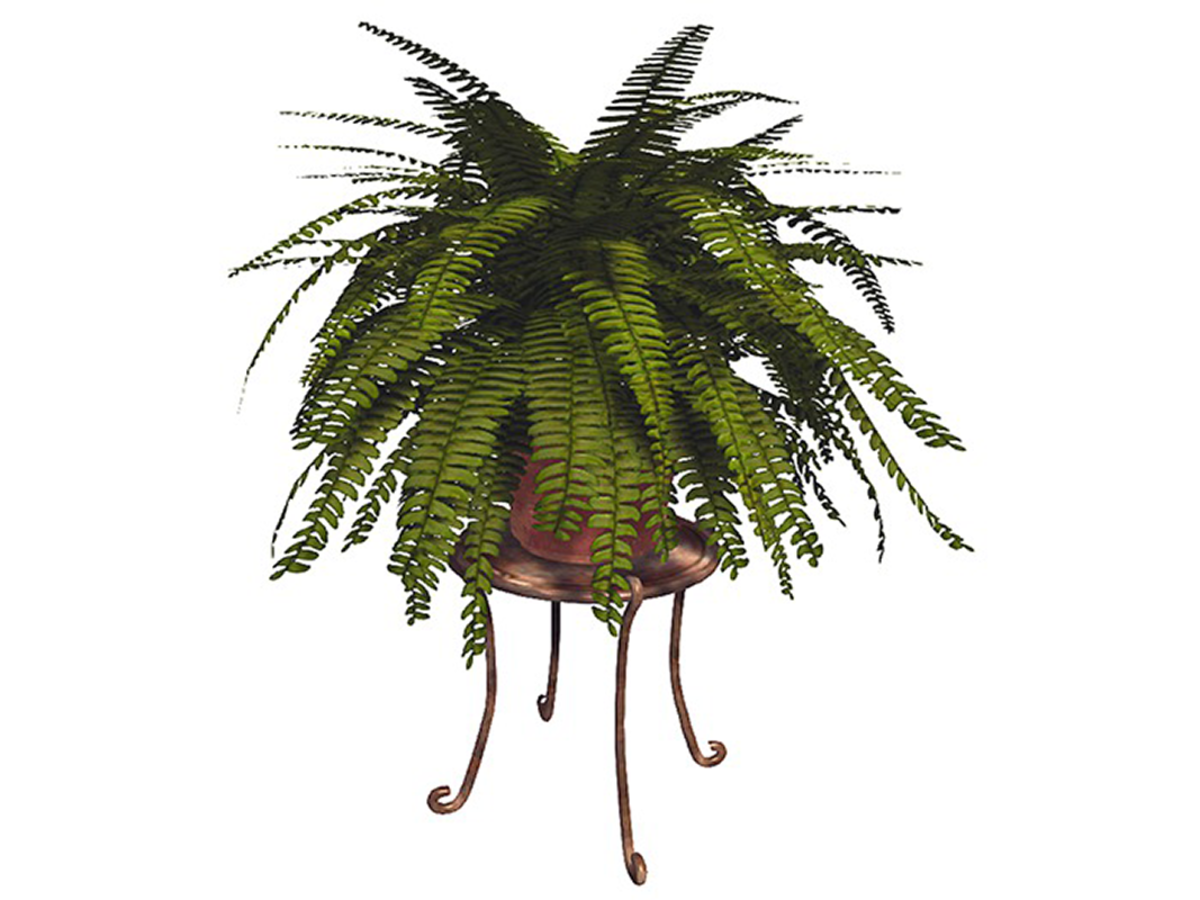 Boston Fern on Pot Stand