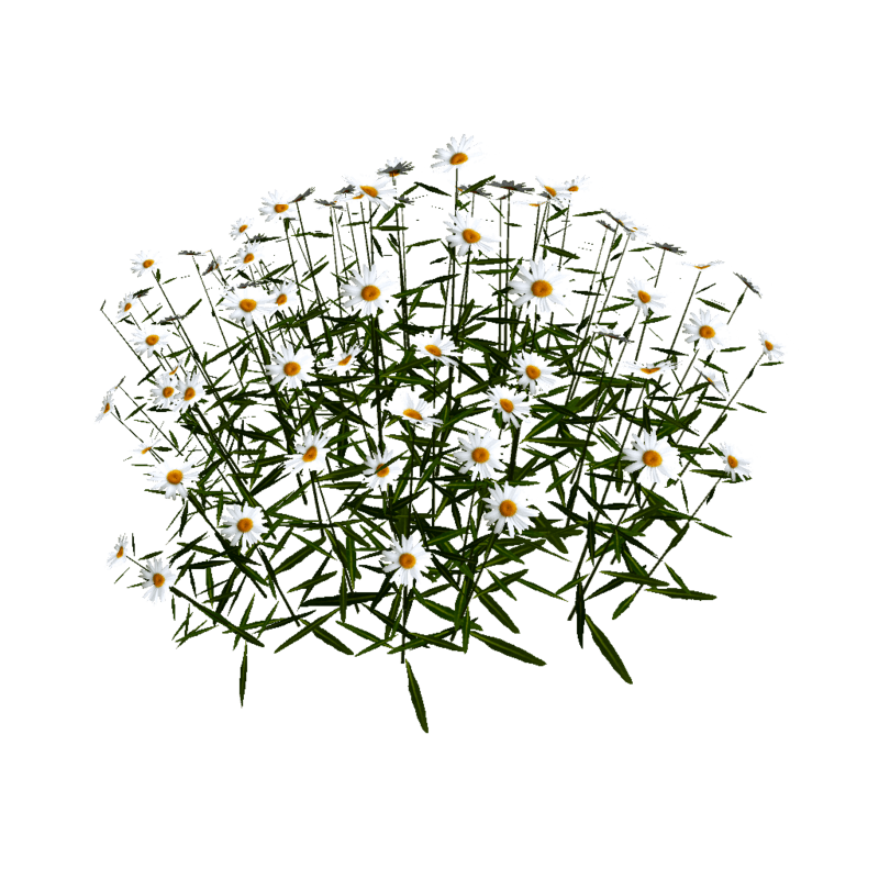 Daisy Flower-Group 3