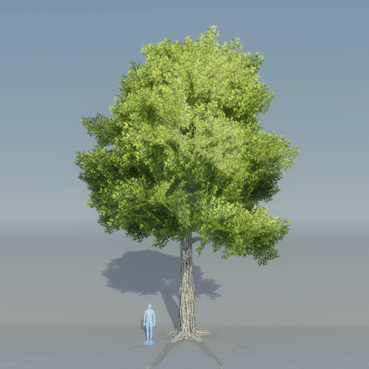 Oak Tree 2 with roots (Light Green)