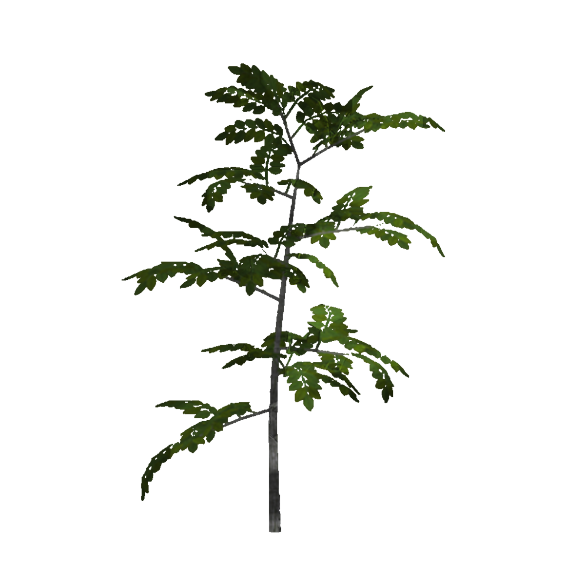 Ash Sapling 5 (Billboard)