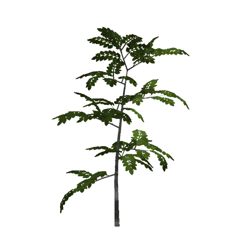 Ash Sapling 5 (Billboard)