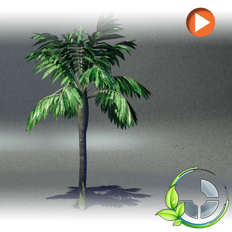 Animated Palm2 (After Rain )