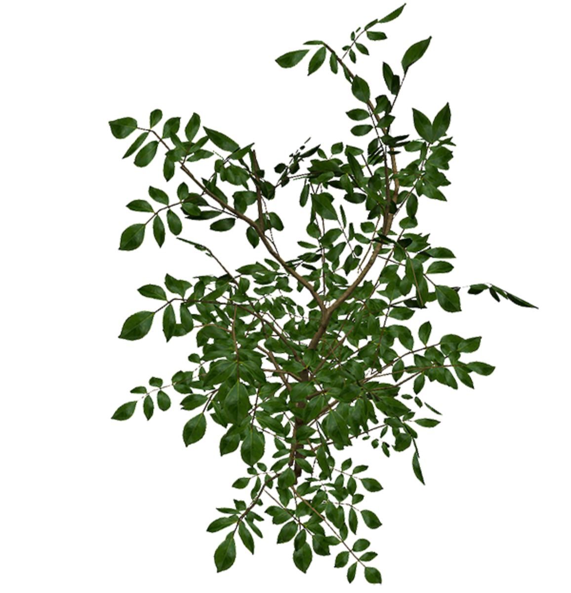 Camellia Big Bush - no flowers