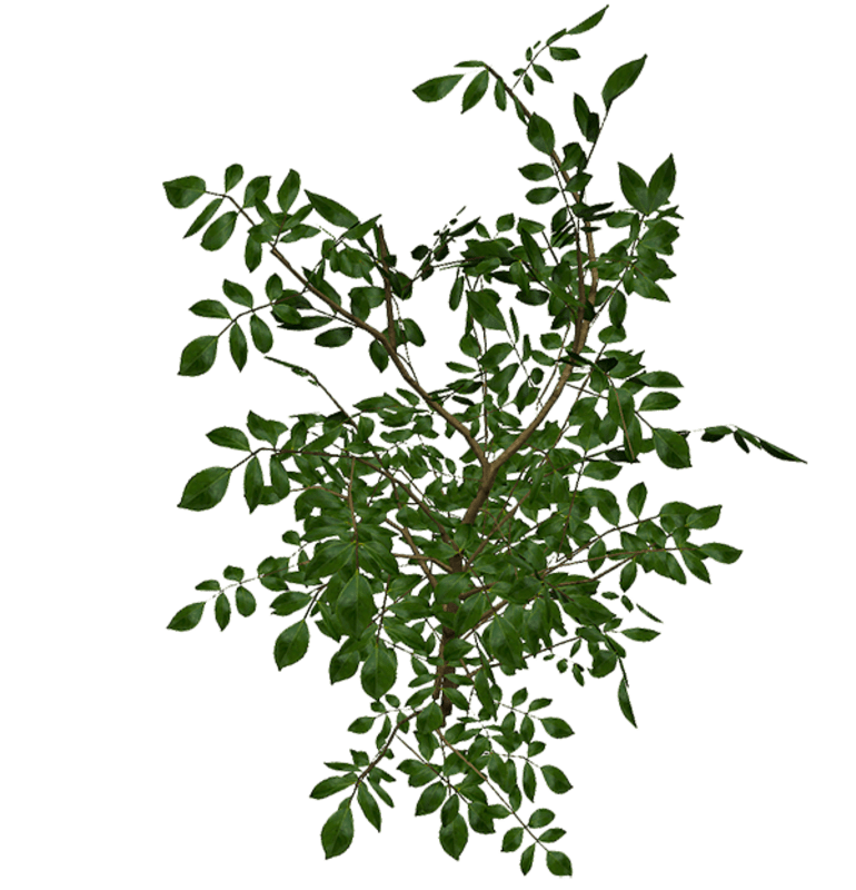 Camellia Big Bush - no flowers