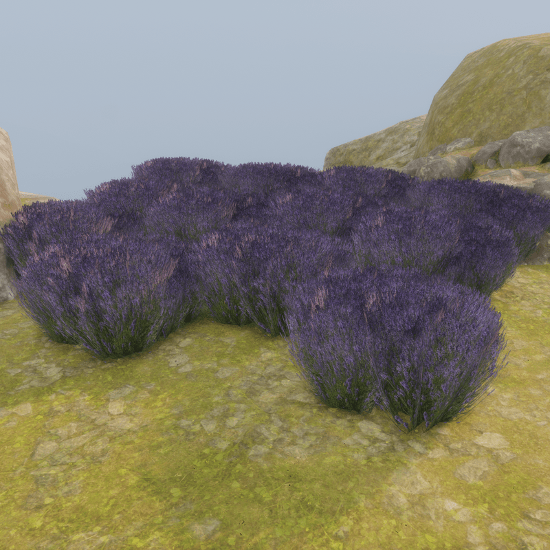 LAVENDER_PLANT_M2