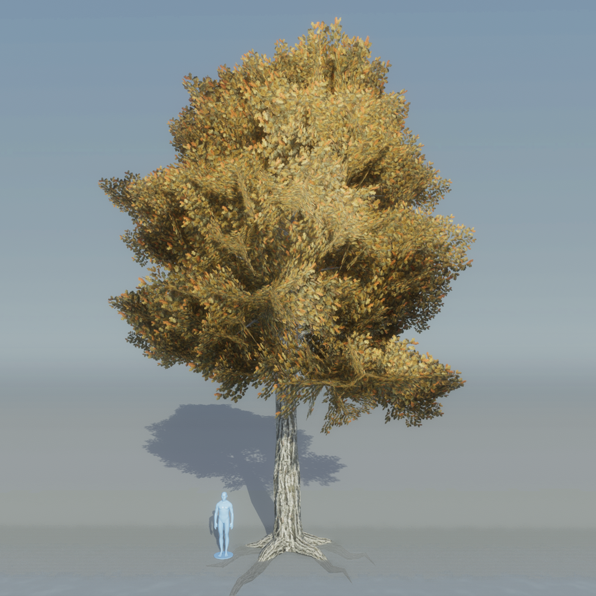 Oak Tree 5 with roots (brown)